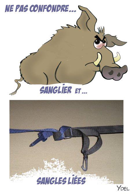 Concours Sanglier ardennais – BIPC 2013